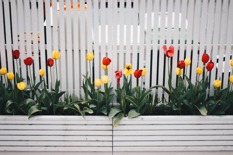 White picket fence