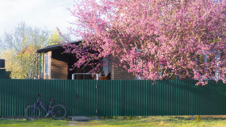 Metal fence along a yard with a blossoming tree
